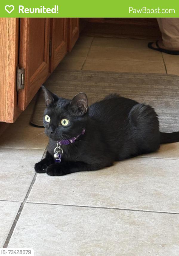 Reunited Male Cat last seen terri court, Cherry Hill, VA 22026