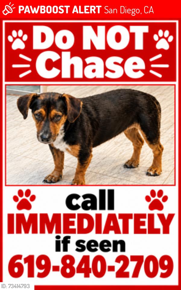 Lost Female Dog last seen Last seen running near Camino Del Sur and Carmel Valley, San Diego, CA 92129