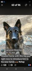 Lost Male Dog last seen Logan lane, El Dorado County, CA 95667