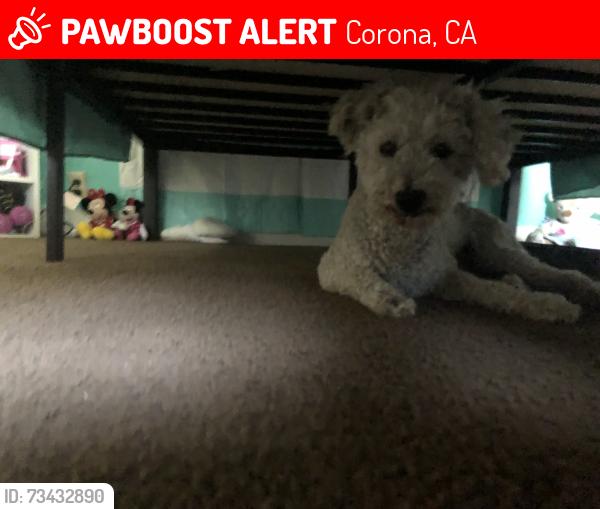 Lost Male Dog last seen Near s Victoria Ave Corona ca 92879, Corona, CA 92879