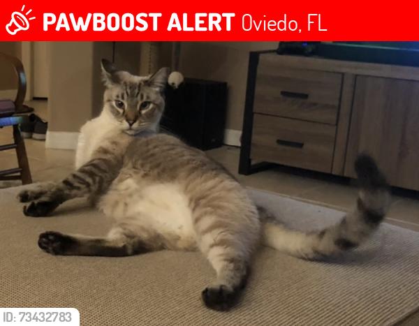 Lost Male Cat last seen Near Hillcrest Dr, Oviedo FL 32765, Oviedo, FL 32765