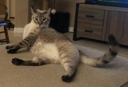 Lost Male Cat last seen Near Hillcrest Dr, Oviedo FL 32765, Oviedo, FL 32765