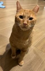 Reunited Male Cat last seen Mackel Terrace, Walnut, CA 91789