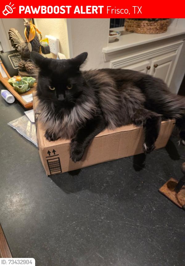 Lost Male Cat last seen Whitefish Lake Drive and Lebanon, Frisco, TX 75035