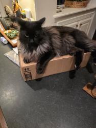Lost Male Cat last seen Whitefish Lake Drive and Lebanon, Frisco, TX 75035