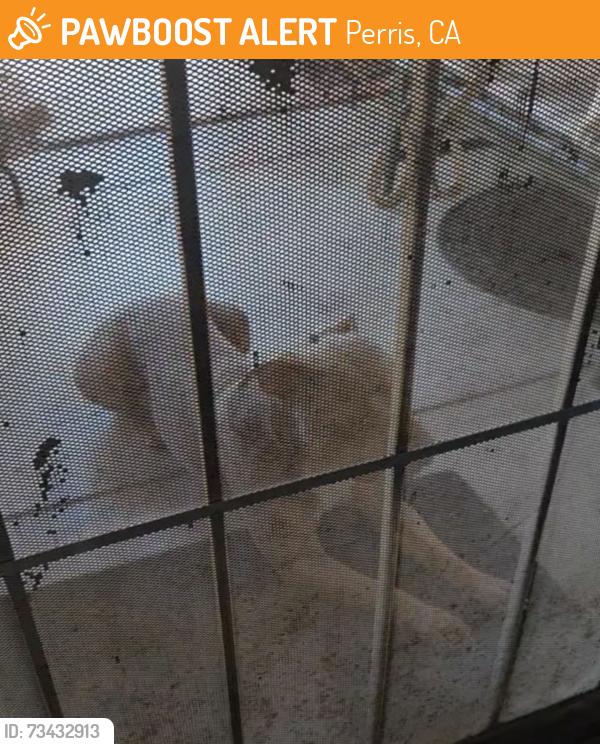 Found/Stray Unknown Dog last seen Abbottswood road, Perris, CA 92571