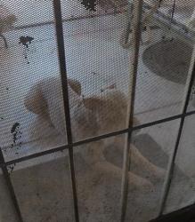 Found/Stray Unknown Dog last seen Abbottswood road, Perris, CA 92571