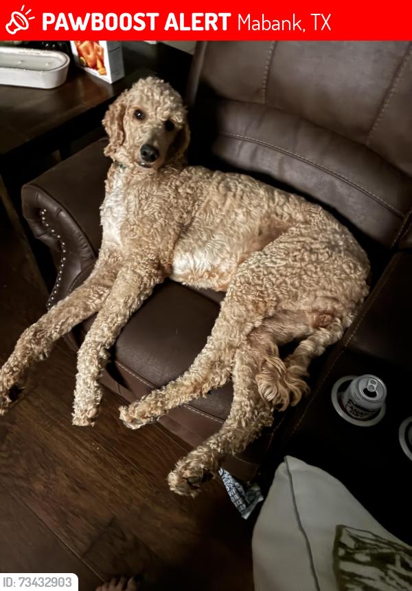 Lost Male Dog last seen Alene Dr, Mabank, TX 75147