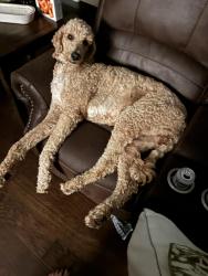 Lost Male Dog last seen Alene Dr, Mabank, TX 75147