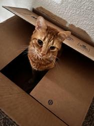 Reunited Male Cat last seen 71st St, Sacramento, CA, USA, Sacramento, CA 95820
