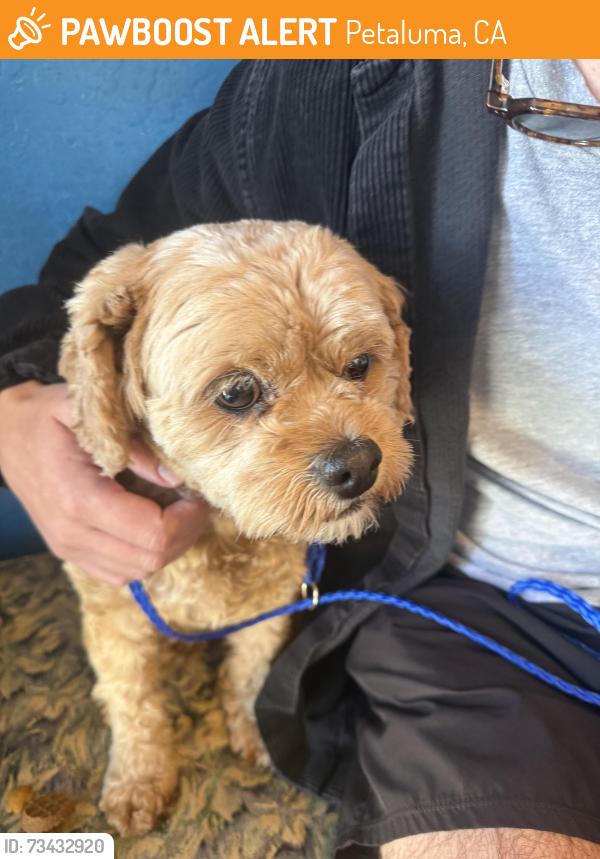 Found/Stray Female Dog last seen Stony point road, Petaluma, CA 94952