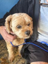 Found/Stray Female Dog last seen Stony point road, Petaluma, CA 94952