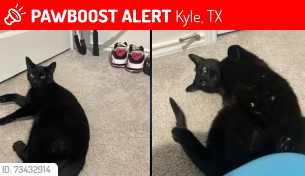 Lost Female Cat last seen Plum creek, Kyle, TX 78640