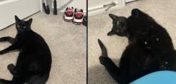 Lost Female Cat last seen Plum creek, Kyle, TX 78640