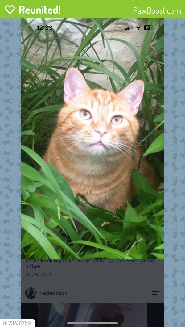 Reunited Male Cat last seen Summit/Merion Ave, Upper Darby Township, PA 19082