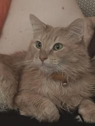 Lost Male Cat last seen Ogden & E Ellsworth, Denver, CO 80218