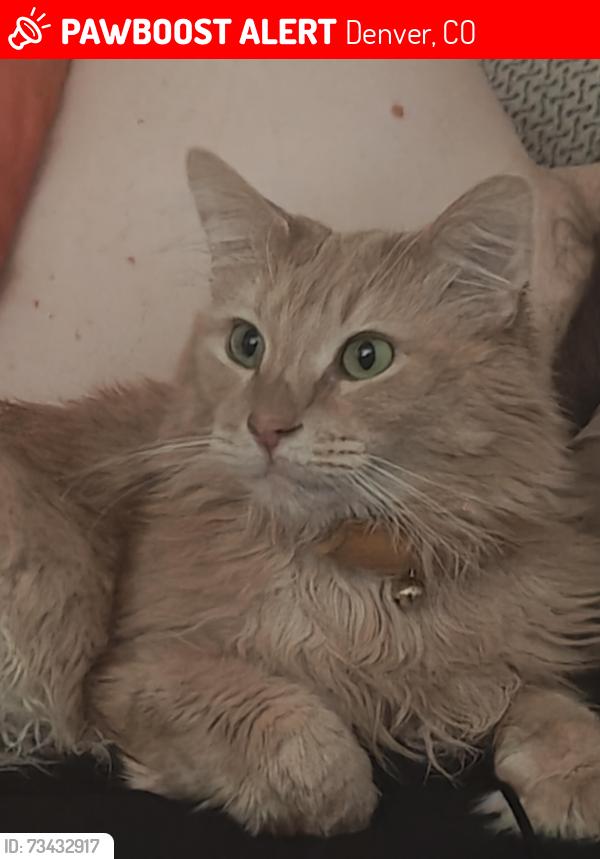 Lost Male Cat last seen Ogden & E Ellsworth, Denver, CO 80218