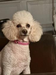 Reunited Female Dog last seen Northwest Freeway, Houston, TX 77040