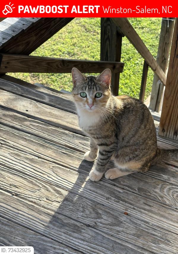 Lost Female Cat last seen In the field at the top of Dunleith and 14th Street, Winston-Salem, NC 27105