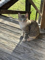Lost Female Cat last seen In the field at the top of Dunleith and 14th Street, Winston-Salem, NC 27105