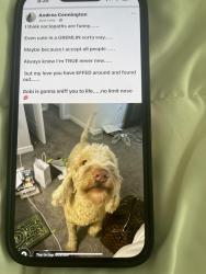 Reunited Male Dog last seen Ivy Spark, Pasco County, FL 33545