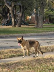 Found/Stray Male Dog last seen Daisy Ln and Mapleleaf St, Fort Worth, TX 76111