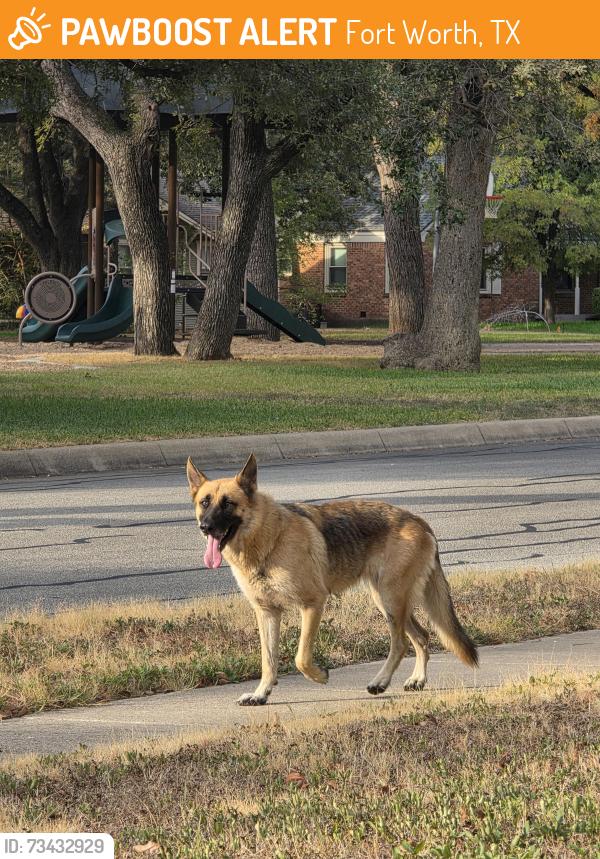 Found/Stray Male Dog last seen Daisy Ln and Mapleleaf St, Fort Worth, TX 76111