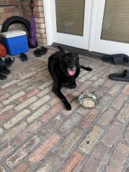 Found/Stray Female Dog last seen Vintage & Reclanada Dr, Metairie, LA 70003