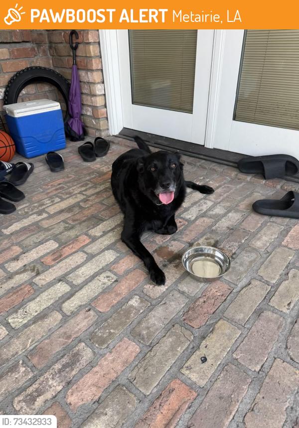 Found/Stray Female Dog last seen Vintage & Reclanada Dr, Metairie, LA 70003
