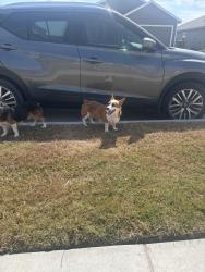 Found/Stray Unknown Dog last seen thor dr and ranch view dr, Corpus Christi, TX 78414