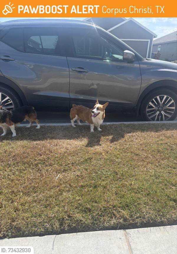 Found/Stray Unknown Dog last seen thor dr and ranch view dr, Corpus Christi, TX 78414