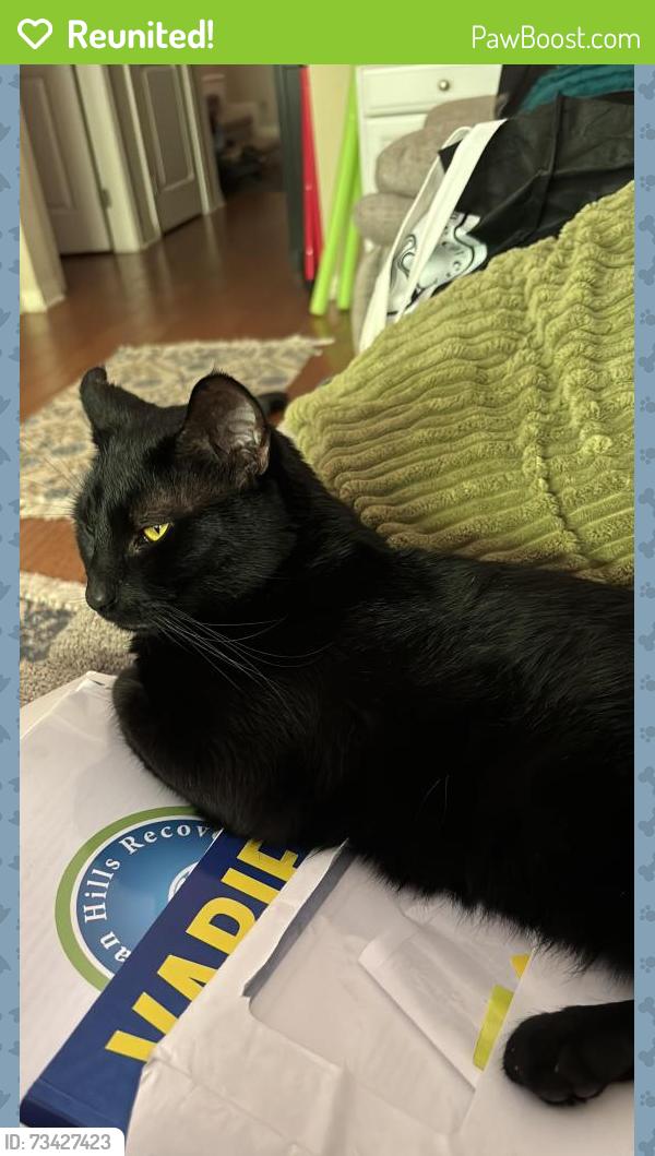 Reunited Male Cat last seen Stonegate East, Irvine, CA 92618