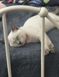 Reunited Female Cat last seen Bosc lane I’m anaverde community, Palmdale, CA, Palmdale, CA 93551