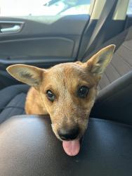 Found/Stray Female Dog last seen Rainbow entrance to silverstone ranch, Las Vegas, NV 89131