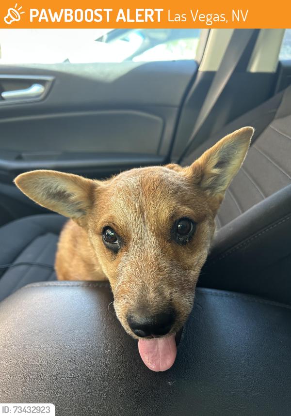 Found/Stray Female Dog last seen Rainbow entrance to silverstone ranch, Las Vegas, NV 89131