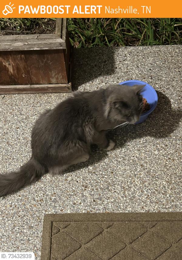 Found/Stray Male Cat last seen Tusculum & Brewer Dr, Nashville, TN 37211