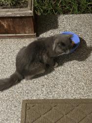 Found/Stray Male Cat last seen Tusculum & Brewer Dr, Nashville, TN 37211