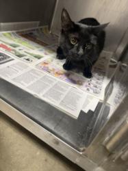 Shelter Stray Female Cat last seen , West Valley Animal Shelter, 20655 Plummer St, Chatsworth, CA 91311, USA
