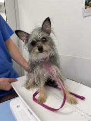Shelter Stray Female Dog last seen SOSSAMAN RD AND BROADWAY RD, 1920 S Lewis, Mesa, AZ 85210, USA
