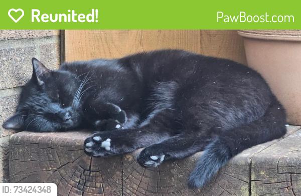 Reunited Male Cat last seen Coulser close, Hertfordshire, England 