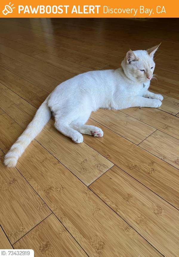 Found/Stray Male Cat last seen Near Clipper Dr., Discovery Bay, CA 94505
