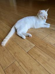 Found/Stray Male Cat last seen Near Clipper Dr., Discovery Bay, CA 94505