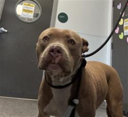 Shelter Stray Female Dog last seen , 11361 W Pico Blvd, Los Angeles, CA 90064, USA