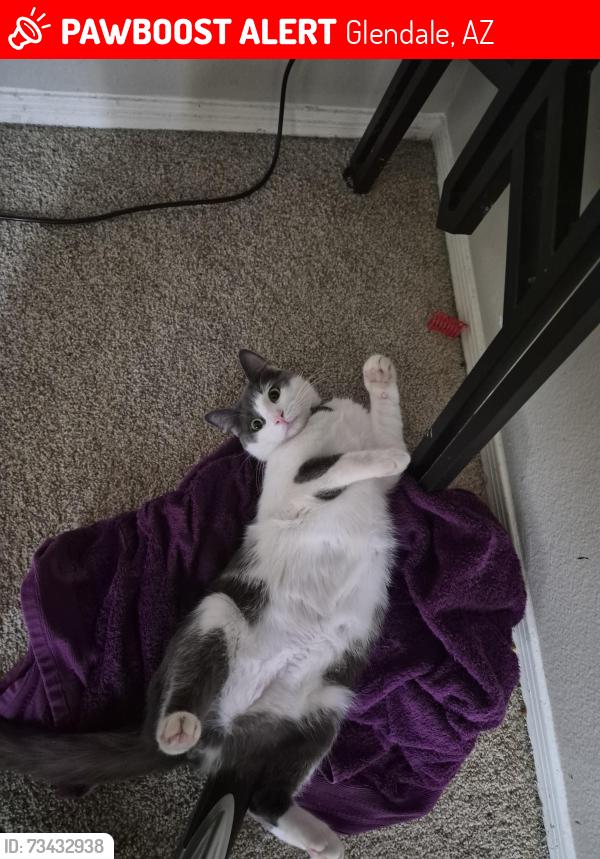 Lost Male Cat last seen 51st ave and thunderbird, Glendale, AZ 85306