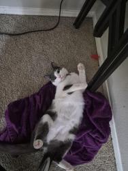 Lost Male Cat last seen 51st ave and thunderbird, Glendale, AZ 85306