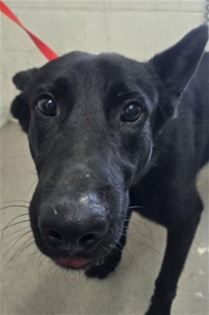 Shelter Stray Male Dog last seen , 333 Chandler Pl, San Bernardino, CA 92408, USA