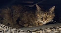 Reunited Female Cat last seen Golf Dr and Erie Rd., Green Bay, WI 54311