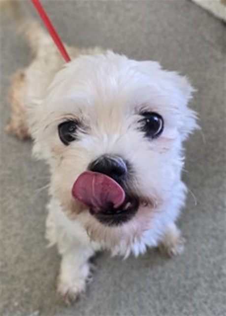 Shelter Stray Unknown Dog last seen , 333 Chandler Pl, San Bernardino, CA 92408, USA