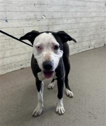Shelter Stray Female Dog last seen , 333 Chandler Pl, San Bernardino, CA 92408, USA
