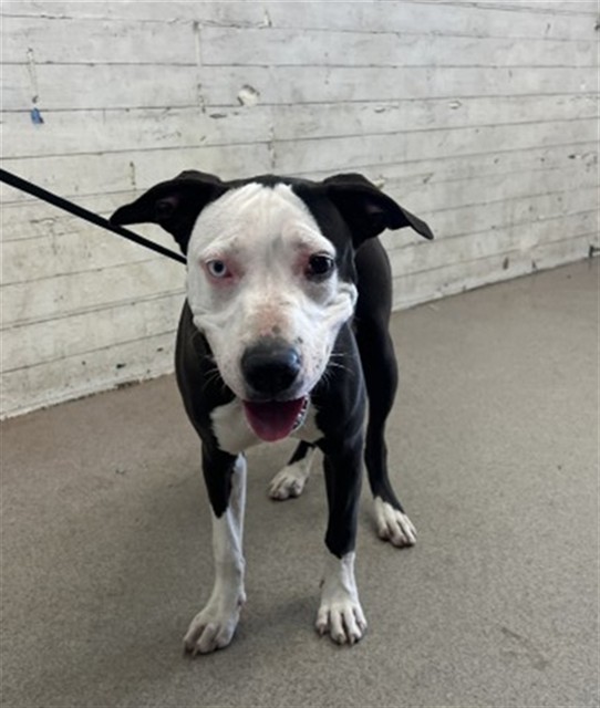 Shelter Stray Female Dog last seen , 333 Chandler Pl, San Bernardino, CA 92408, USA